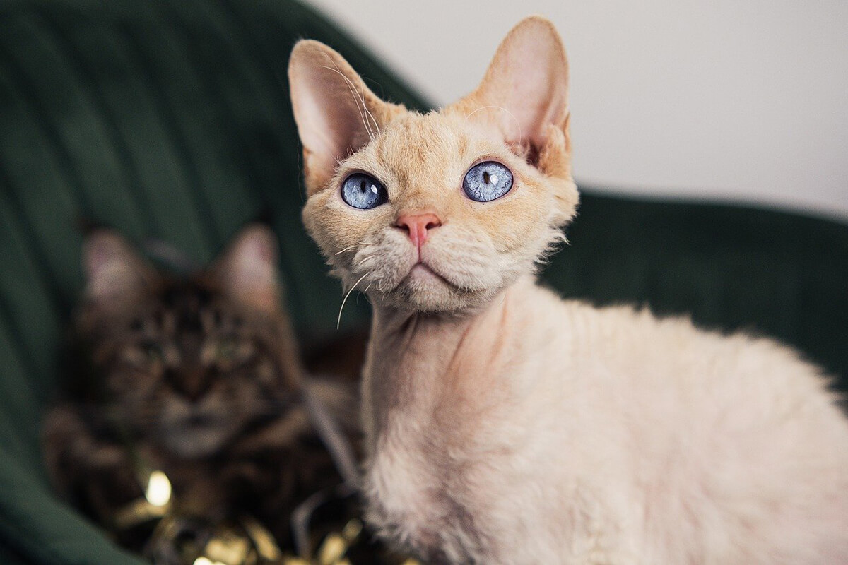 Un Devon Rex assis sur une chaise, regardant l’objectif