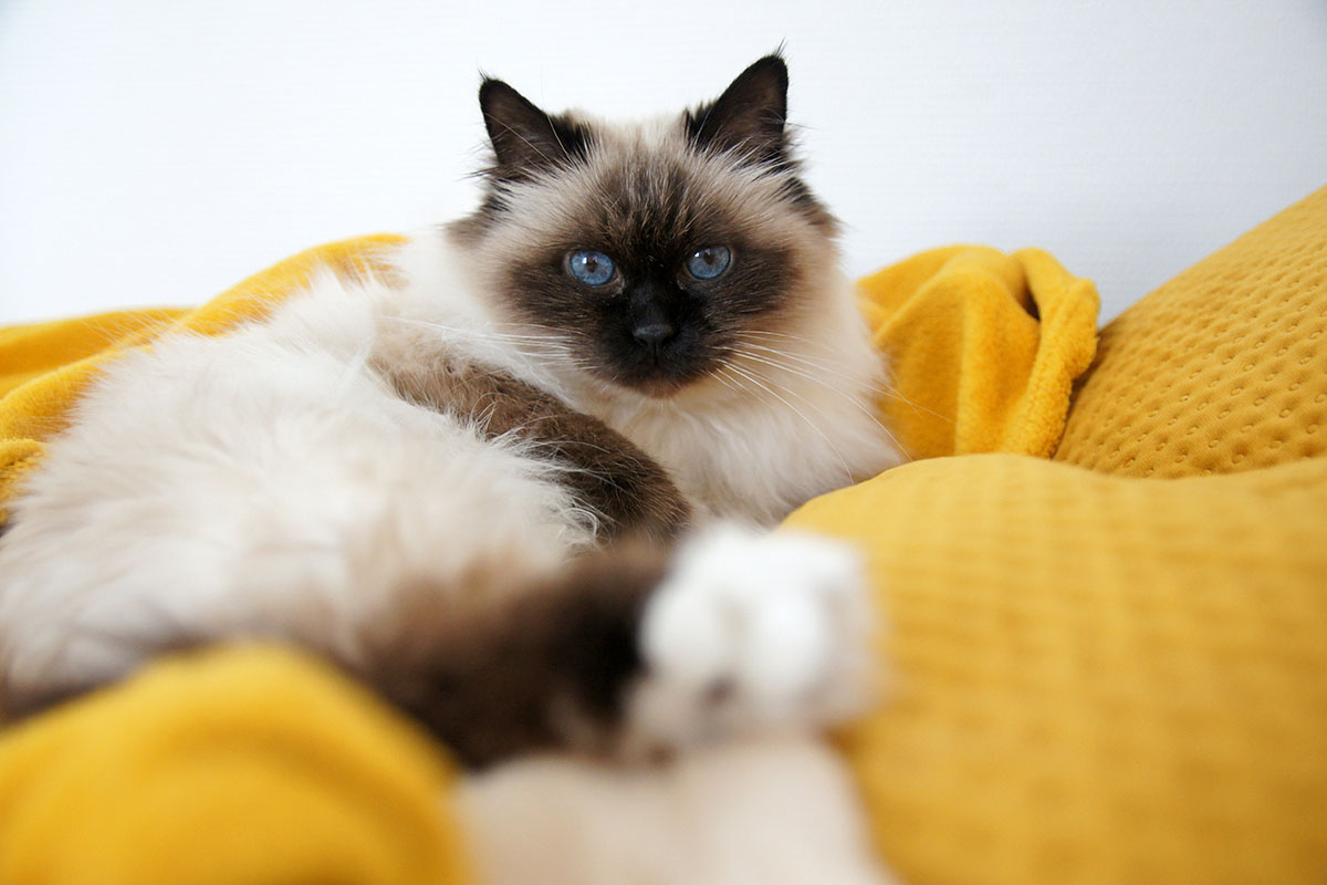 Chat birman couché dans une couverture jaune